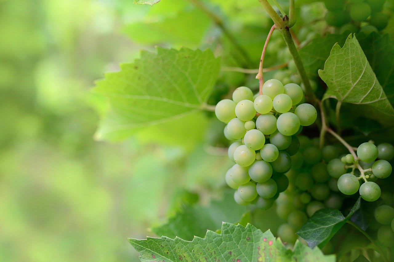Variedades de uvas en vinos sin alcohol